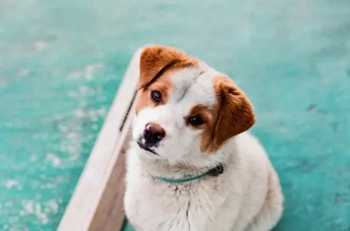 Kedi ve Köpeklerde Yüksekten Düşme Sonrası İlk Yardım ve Acil Müdahale Rehberi