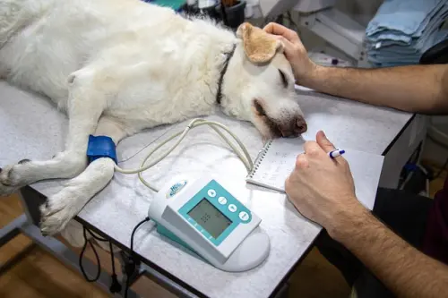 Mevsim Geçişlerinde Evcil Hayvan Bakımı: Dostunuzu Koruyun